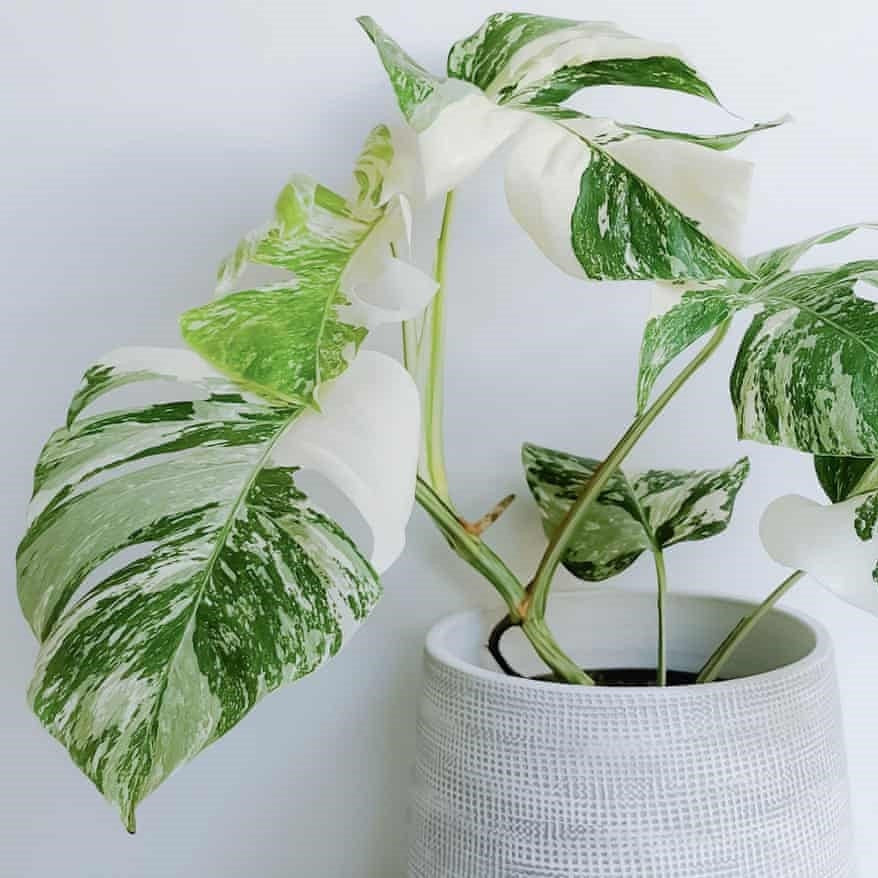 10 Rare Indoor Plants Cheeky Plant Co.