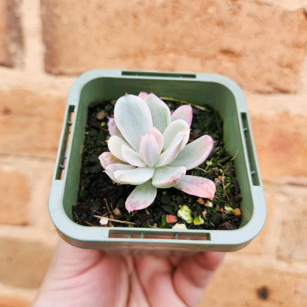 How to Care for Rare Succulents – Cheeky Plant Co.