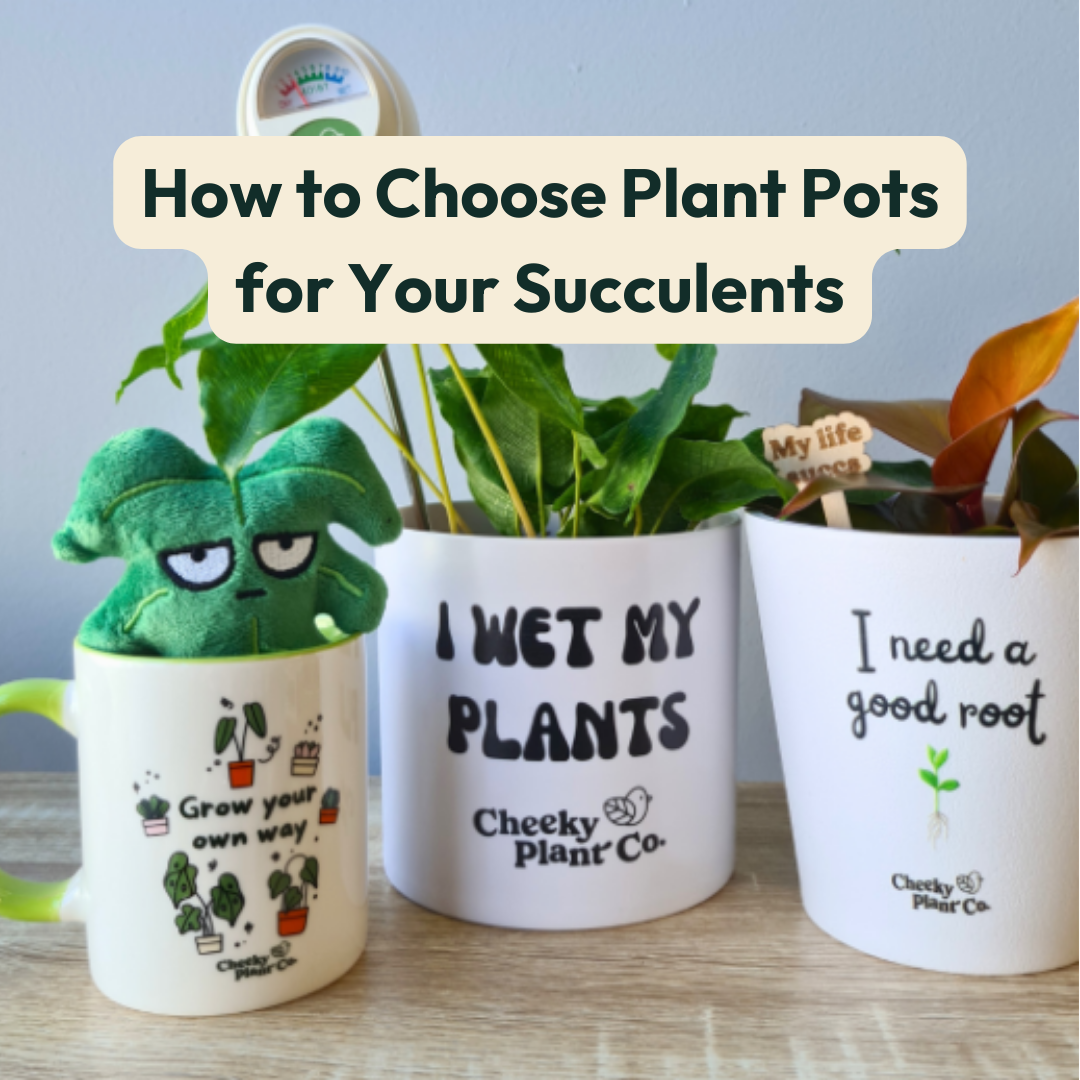 How to Choose Plant Pots for Your Succulents – Cheeky Plant Co.