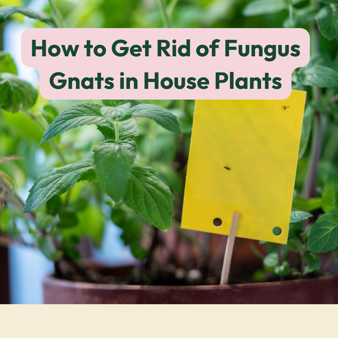 How To Get Rid Of Fungus Gnats In House Plants – Cheeky Plant Co.