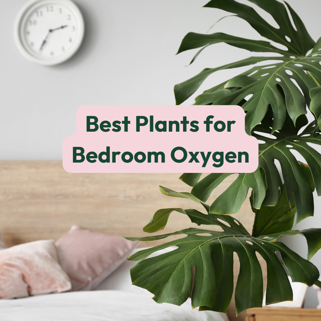 Best Plants for Bedroom Oxygen Cheeky Plant Co.