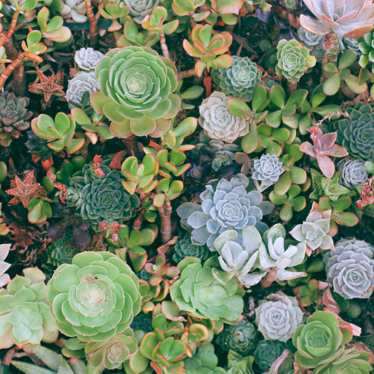 A Guide to Succulent Gardens  Cheeky Plant Co.