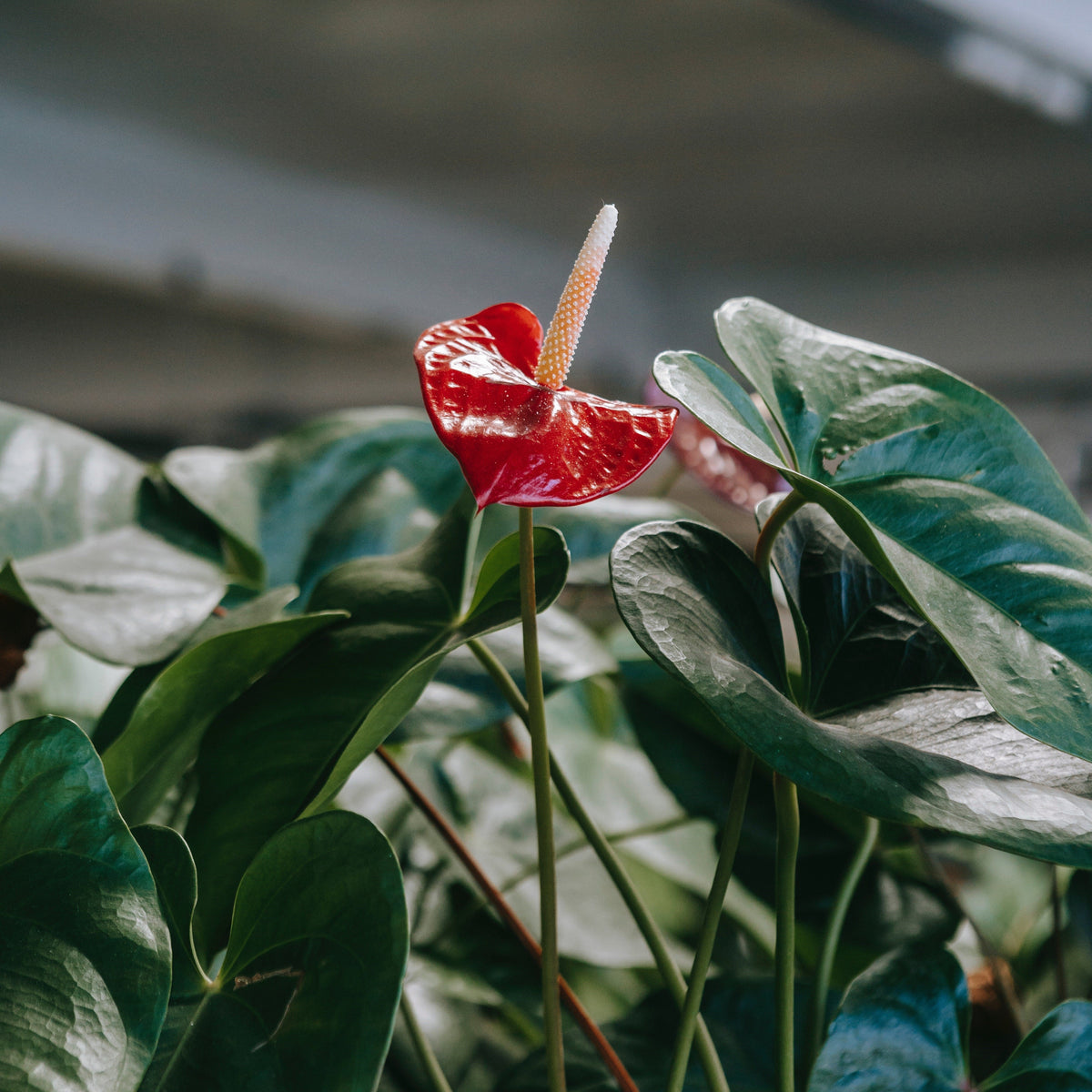 Anthurium Plant Care 101  Cheeky Plant Co.