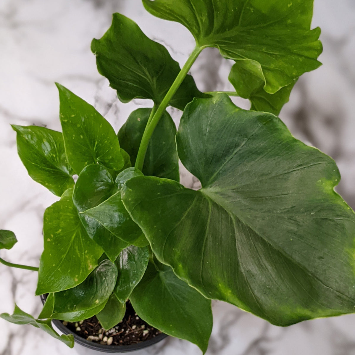 Best Bedroom Plants for Low Light Cheeky Plant Co.