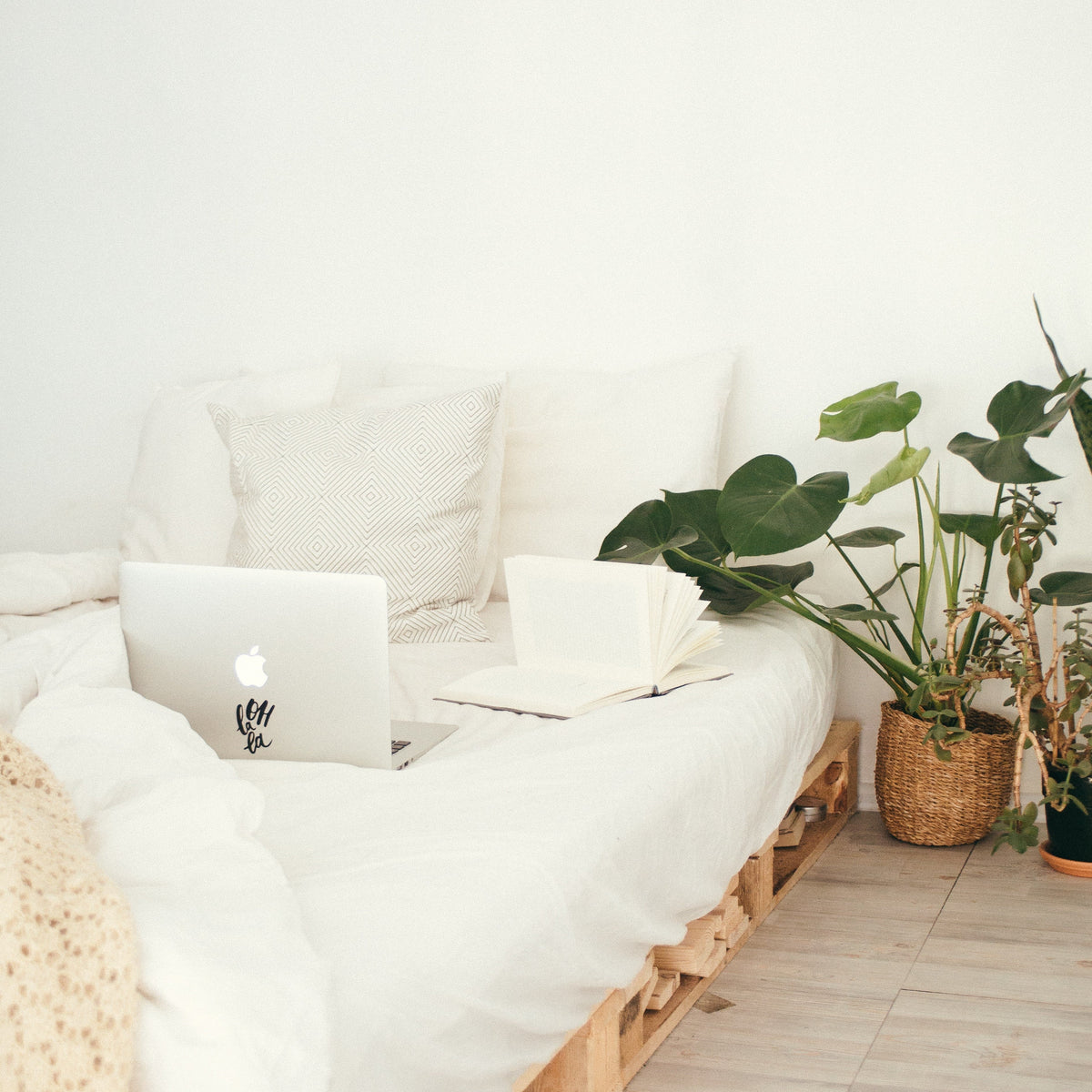 Best Indoor Plants for Bedrooms  Cheeky Plant Co.