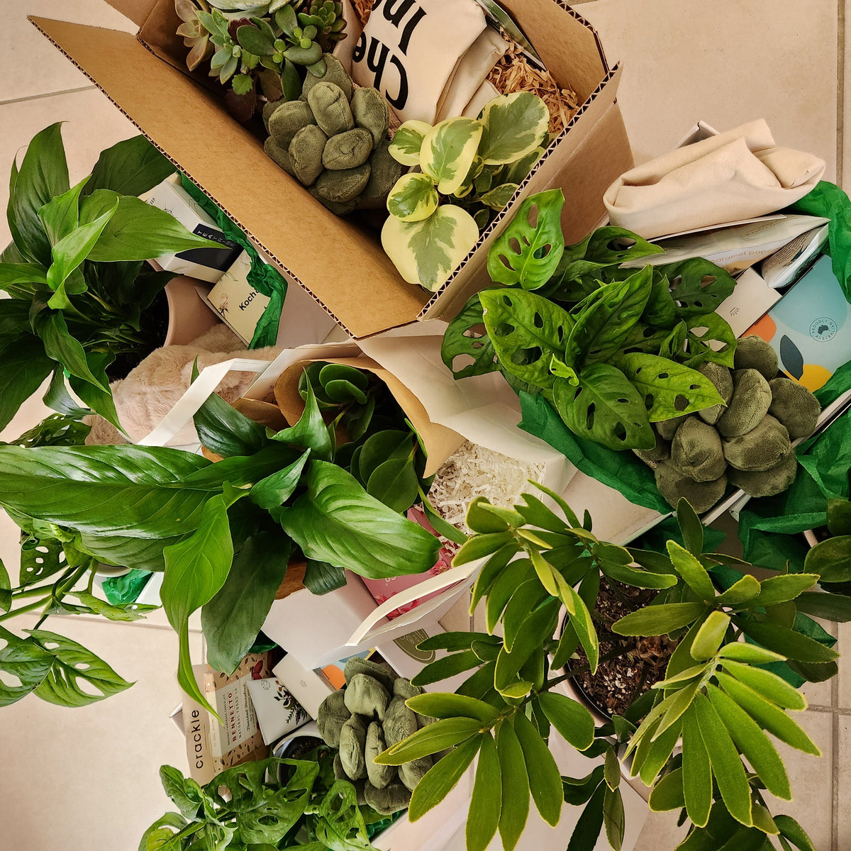 Best Plant Hampers Delivered Across Greater Sydney Cheeky Plant Co.