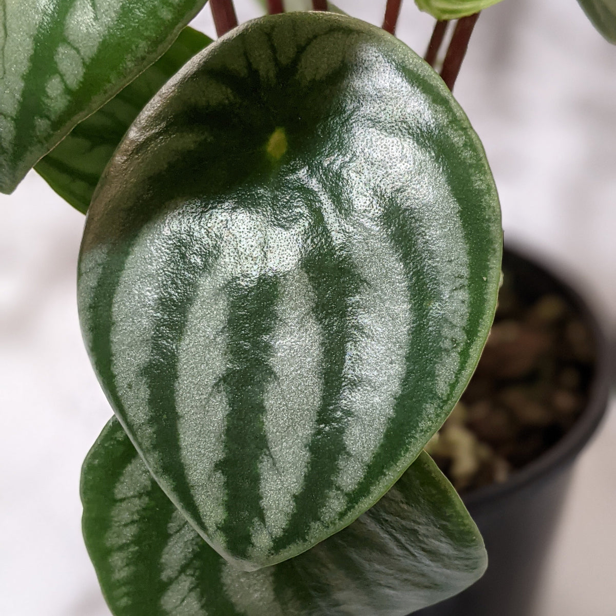 How to Buy Indoor Plants Online in Sydney Cheeky Plant Co.