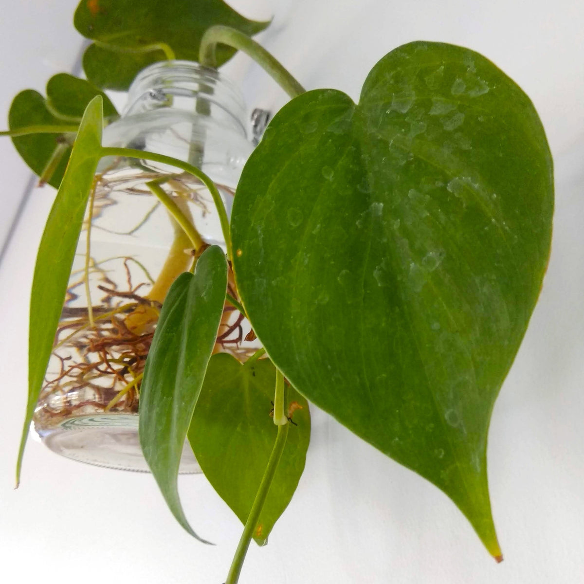 How to Care for a Heart Leaf Philodendron  Cheeky Plant Co.