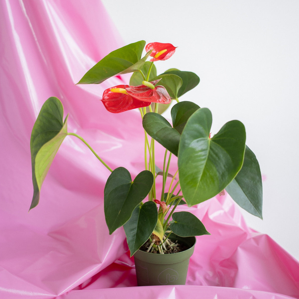 How To Care for An Anthurium Plant  Cheeky Plant Co.