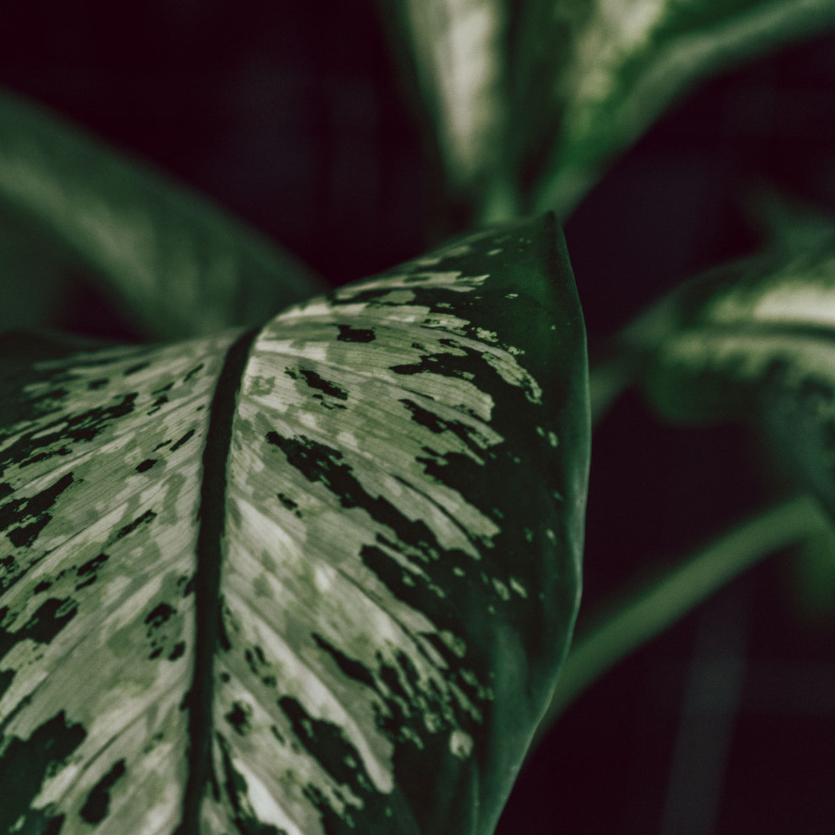 How to Care for Dieffenbachia (Dumb Cane Plant)  Cheeky Plant Co.