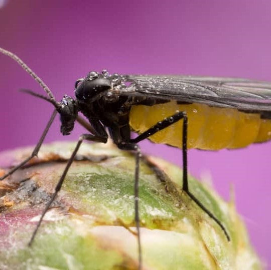 How to Control Gnats in Indoor Plants Cheeky Plant Co.