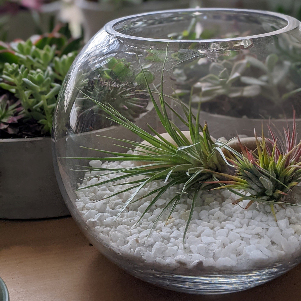 How to Display Your Air Plants  Cheeky Plant Co.