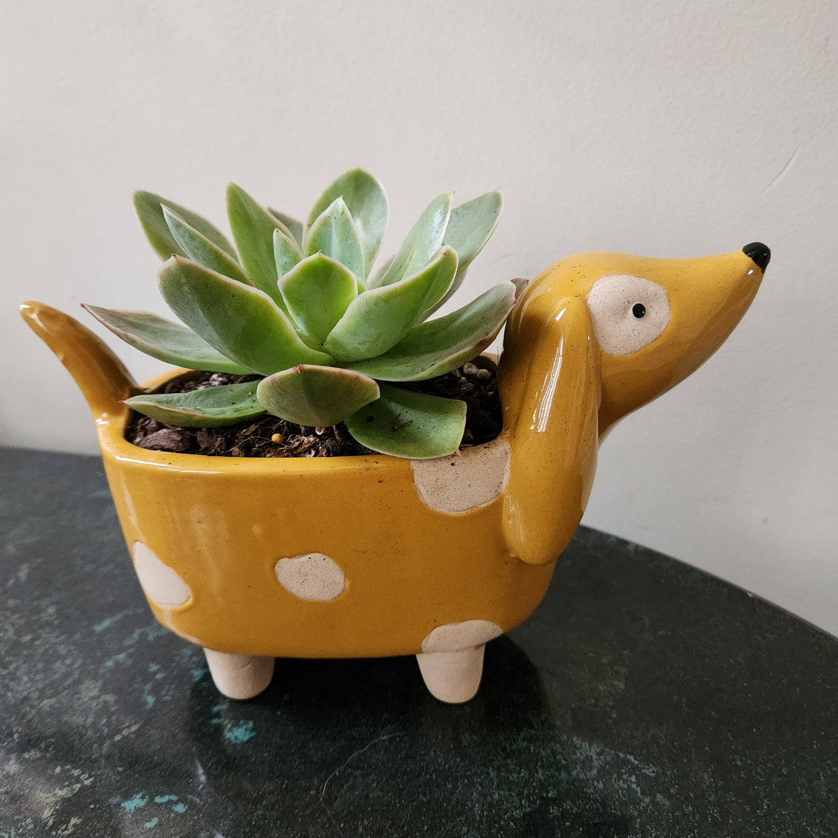 How to Select Succulent Pot Sizes  Cheeky Plant Co.