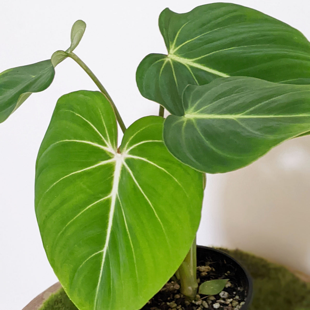 Philodendron Gloriosum Care  Cheeky Plant Co.