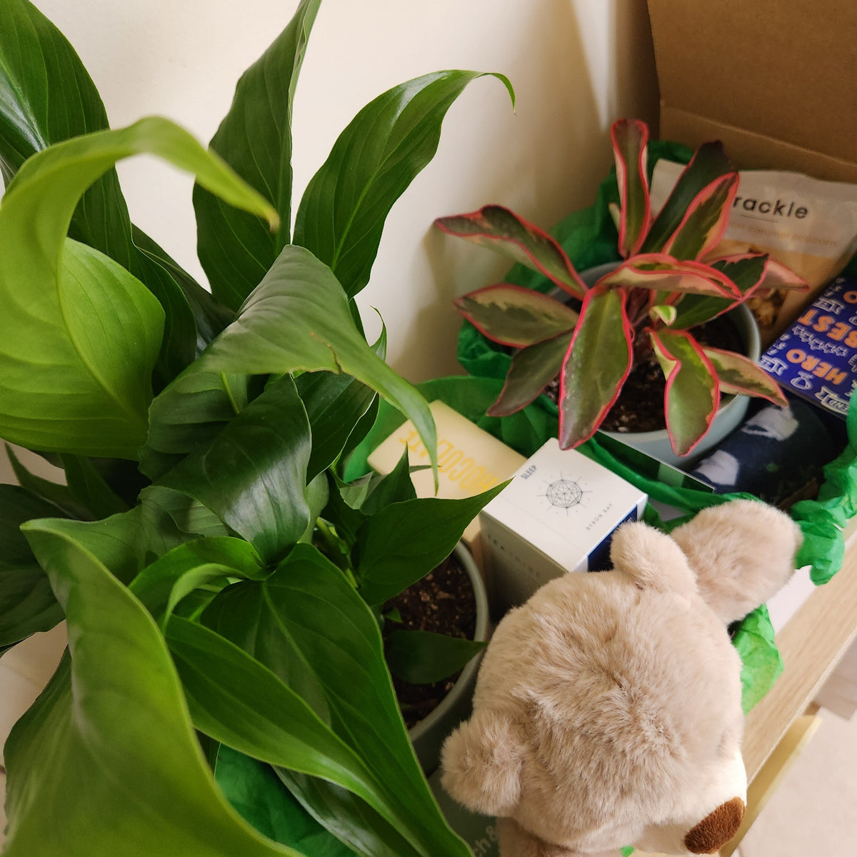 Plant Gifts for Every Occasion in Sydney Cheeky Plant Co.
