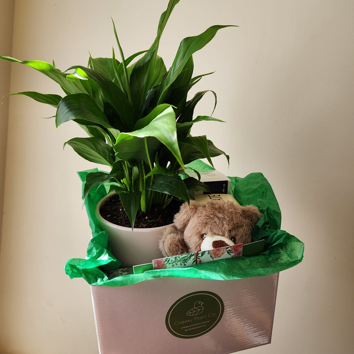 Sending Plant Gifts as Sympathy Gifts Cheeky Plant Co.