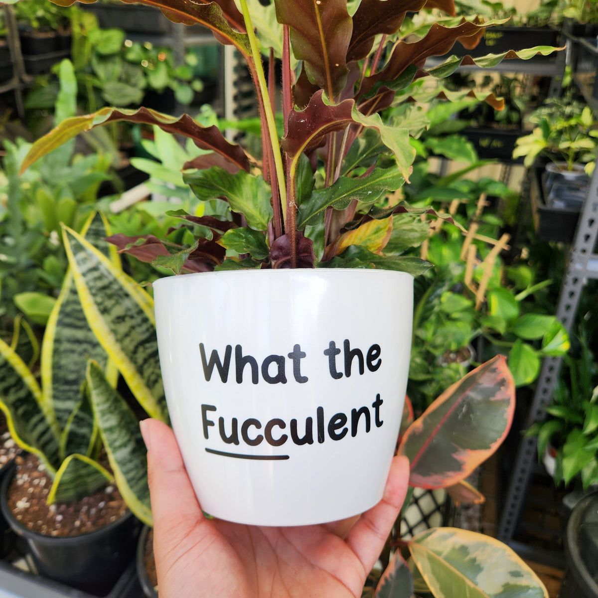 The Best Plant Pots in Australia Cheeky Plant Co.