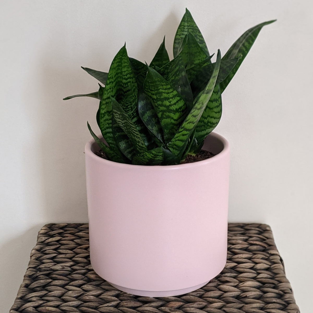 Top 5 Plant Buddies You Need For Your Home Cheeky Plant Co.