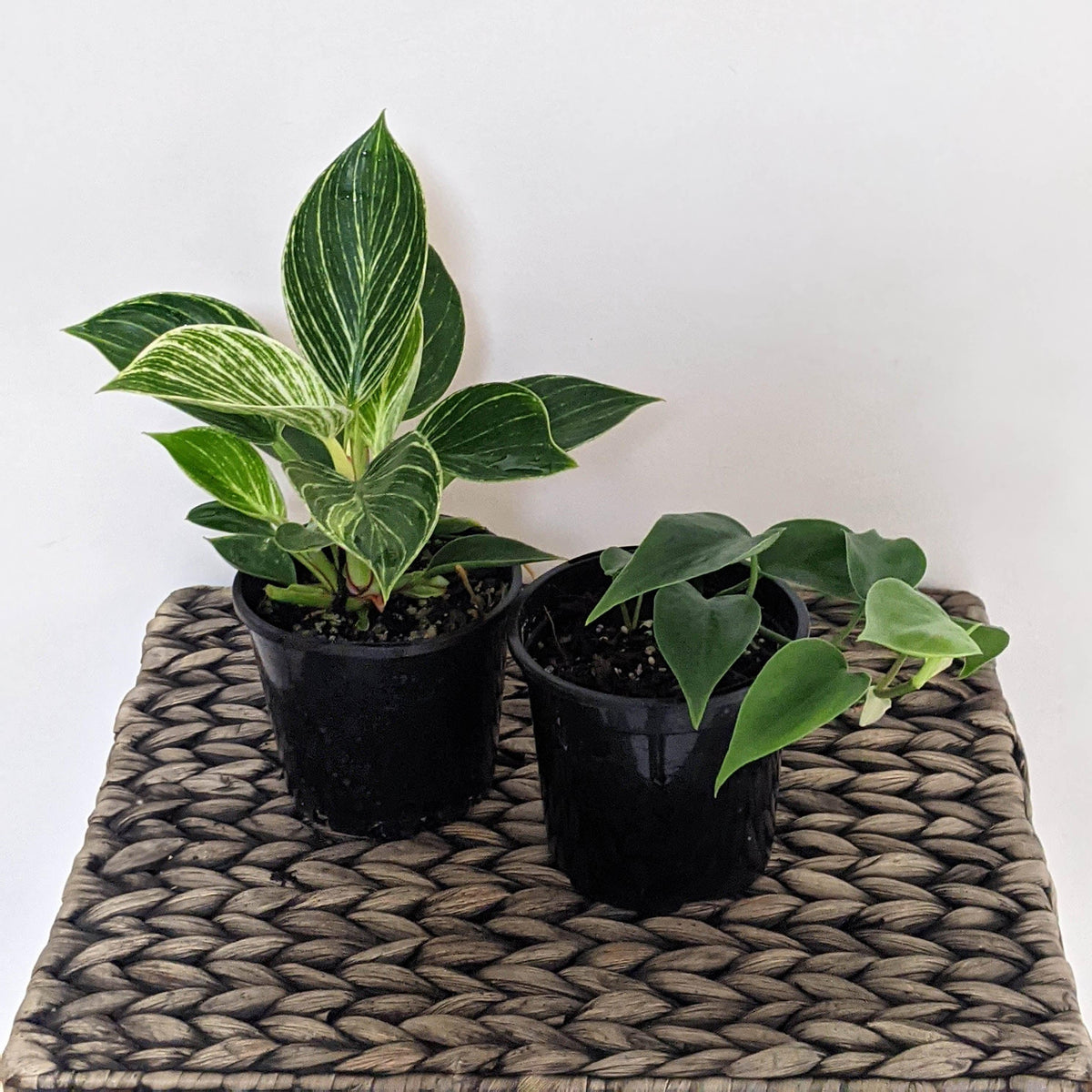 hanging pothos ideas Golden Pothos | Easy, Beginner-Friendly Houseplants