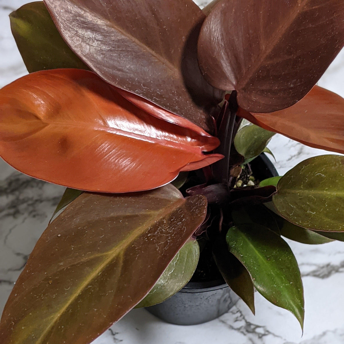 Plant Delivery Brisbane, QLD Cheeky Plant Co.