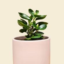 Load image into Gallery viewer, Assorted Indoor Plant in Light Pink Ceramic Pot (18cmDx18.5cmH) - Sydney Only