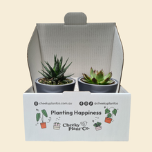 Load image into Gallery viewer, Assorted Potted Succulent Duo