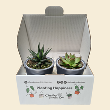 Load image into Gallery viewer, Assorted Potted Succulent Duo