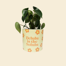 Load image into Gallery viewer, Assorted Potted Plant - CHOOSE YOUR CHEEKY POT - Sydney Only