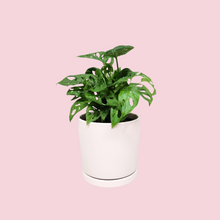 Load image into Gallery viewer, Assorted Indoor Plant in Light Pink Ceramic Pot (15cmDx15cmH) - Sydney Only