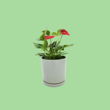 Load image into Gallery viewer, Anthurium Flamingo Flower - 150mm Ceramic Pot - Sydney Only