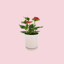 Load image into Gallery viewer, Anthurium Flamingo Flower - 150mm Ceramic Pot - Sydney Only