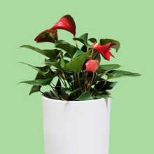 Load image into Gallery viewer, Anthurium Flamingo Flower - 210mm Ceramic Pot - Sydney Only