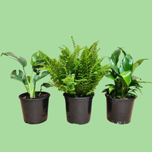 Load image into Gallery viewer, 3 Plants + 2 Headed Red/Blue Grow Lights - Starter Bundle