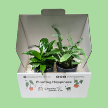 Load image into Gallery viewer, Assorted Potted Houseplant Duo