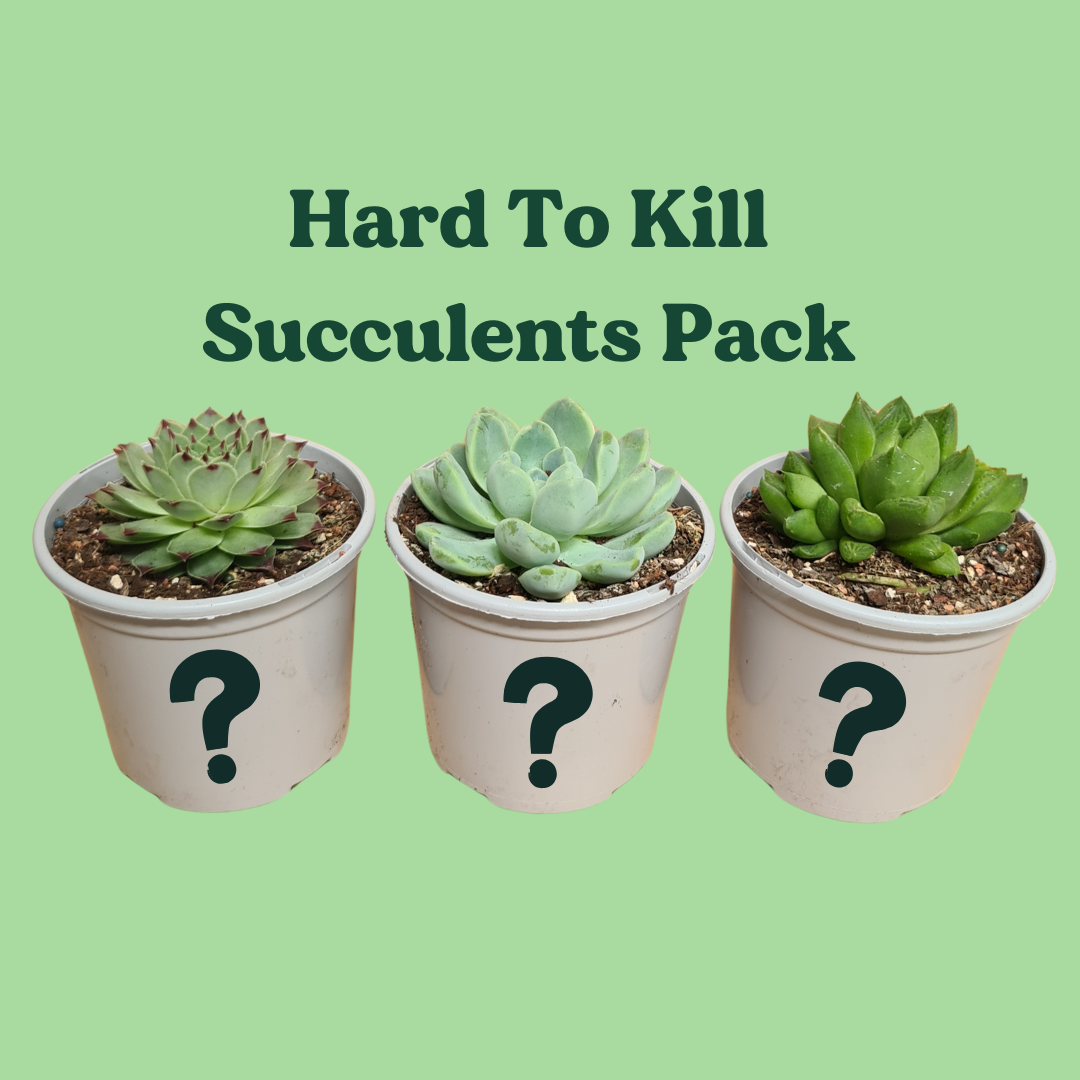 succulents hard to kill Hard to Kill Succulents Pack