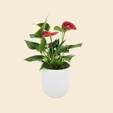 Load image into Gallery viewer, Anthurium Flamingo Flower - 120mm Ceramic Pot - Sydney Only