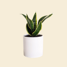 Load image into Gallery viewer, Sansevieria Trifasciata Superba / Mother-In-Law's Tongue - 180mm Ceramic Pot - Sydney Only