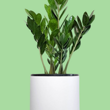 Load image into Gallery viewer, Zamioculcas zamiifolia / Zanzibar gem / ZZ Plant - 210mm Ceramic Pot - Sydney Only