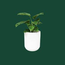 Load image into Gallery viewer, Assorted Indoor Plant in White Ribbed Ceramic Pot (14cmDx15cmH) - Sydney Only
