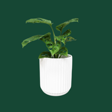Load image into Gallery viewer, Assorted Indoor Plant in White Ribbed Ceramic Pot (14cmDx15cmH) - Sydney Only