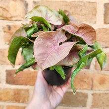 Load image into Gallery viewer, Syngonium Neon - 100mm