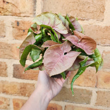 Load image into Gallery viewer, Syngonium Neon - 100mm