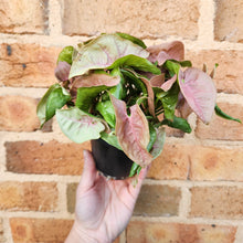 Load image into Gallery viewer, Syngonium Neon - 100mm