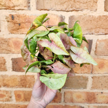 Load image into Gallery viewer, Syngonium Neon - 100mm