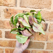 Load image into Gallery viewer, Syngonium Neon - 100mm