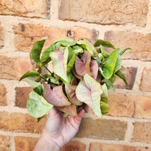 Load image into Gallery viewer, Syngonium Neon - 100mm