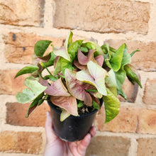 Load image into Gallery viewer, Syngonium Neon - 100mm