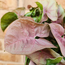 Load image into Gallery viewer, Syngonium Neon - 100mm