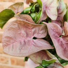 Load image into Gallery viewer, Syngonium Neon - 100mm