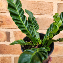 Load image into Gallery viewer, Asplenium nidus Cobra Fern - 100mm